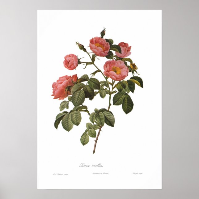 Rosa mollis av Pierre-Joseph Redoute Poster (Framsidan)