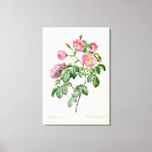Rosa Mollissima, från 'Les ro Canvastryck