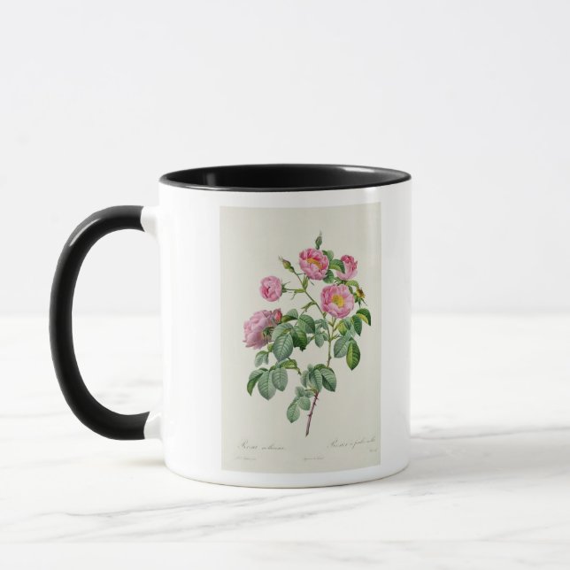 Rosa Mollissima, från 'Les ro Mugg (Vänster)