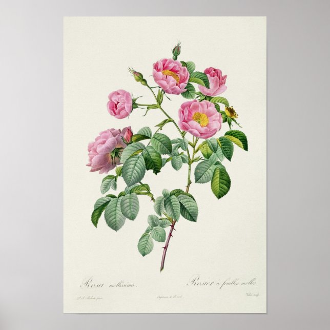 Rosa Mollissima från "Les Ro Poster (Framsidan)