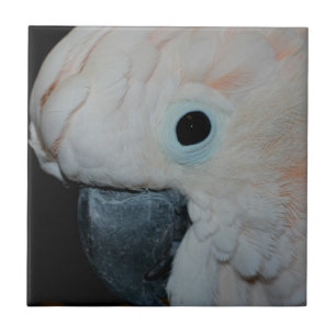 Rosa Moluccan Cockatoo Parrot Animal Kakelplatta