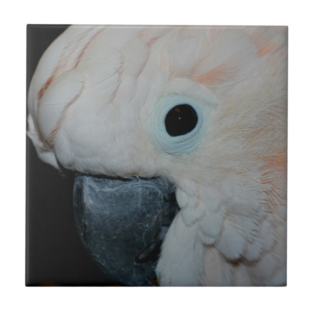 Rosa Moluccan Cockatoo Parrot Animal Kakelplatta (Framsidan)