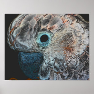 Rosa Moluccan Cockatoo Parrot Art Poster