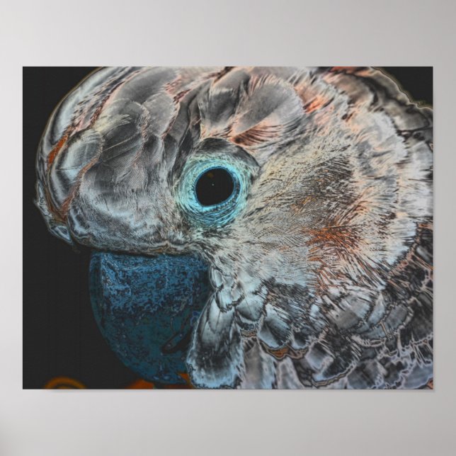 Rosa Moluccan Cockatoo Parrot Art Poster (Framsidan)