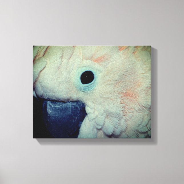 Rosa Moluccan Cockatoo Parrot Close Up Canvastryck (Framsida)