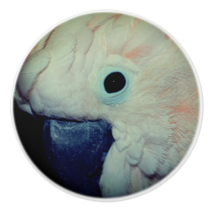Rosa Moluccan Cockatoo Parrot Close Up Knopp