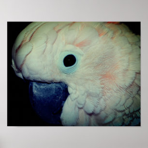 Rosa Moluccan Cockatoo Parrot Close Up Poster