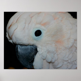 Rosa Moluccan Cockatoo Parrot Poster