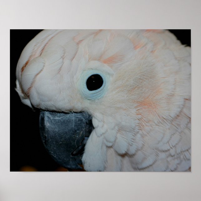 Rosa Moluccan Cockatoo Parrot Poster (Framsidan)