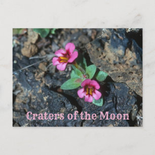 Rosa Monkey Flower, Lava Sten, Craters of the Måne Vykort