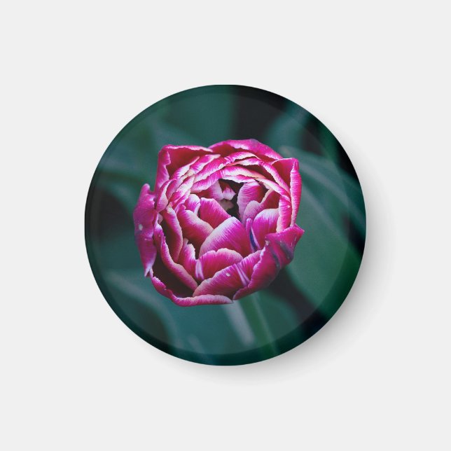 Rosa moody tulpanrör magnet (Framsidan)