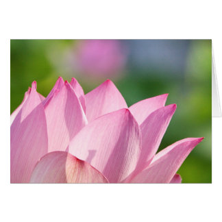 Rosa Morgon OBS Kort
