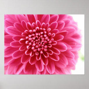 Rosa morsa poster