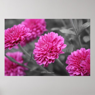 Rosa morsor poster