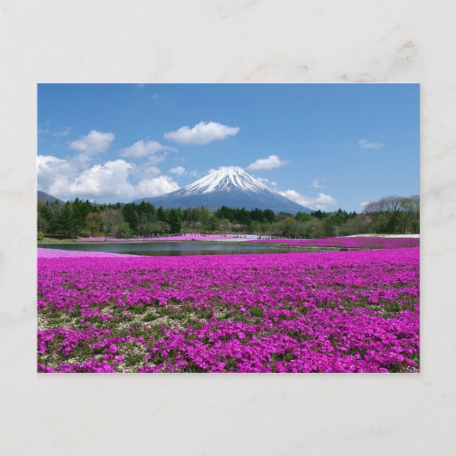 Rosa Moss och Mt. Fuji i bakgrunden Vykort (Framsida)