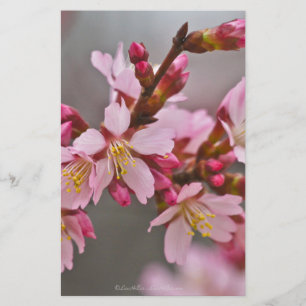 Rosa mot A Grått Himlar japanska Blommar för körsb Brevpapper