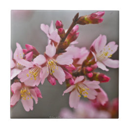 Rosa mot A Grått Himlar japanska Blommar för körsb Kakelplatta