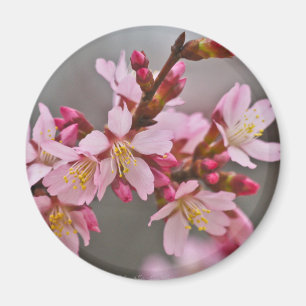Rosa mot A Grått Himlar japanska Blommar för körsb Magnet
