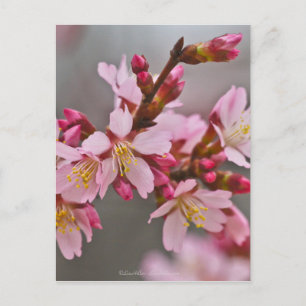 Rosa mot A Grått Himlar japanska Blommar för körsb Vykort