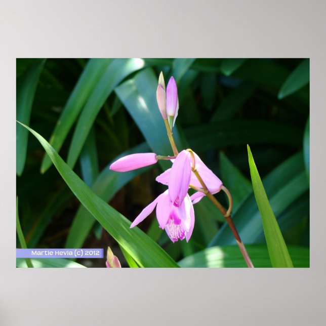 Rosa mot Grönt Poster (Framsidan)