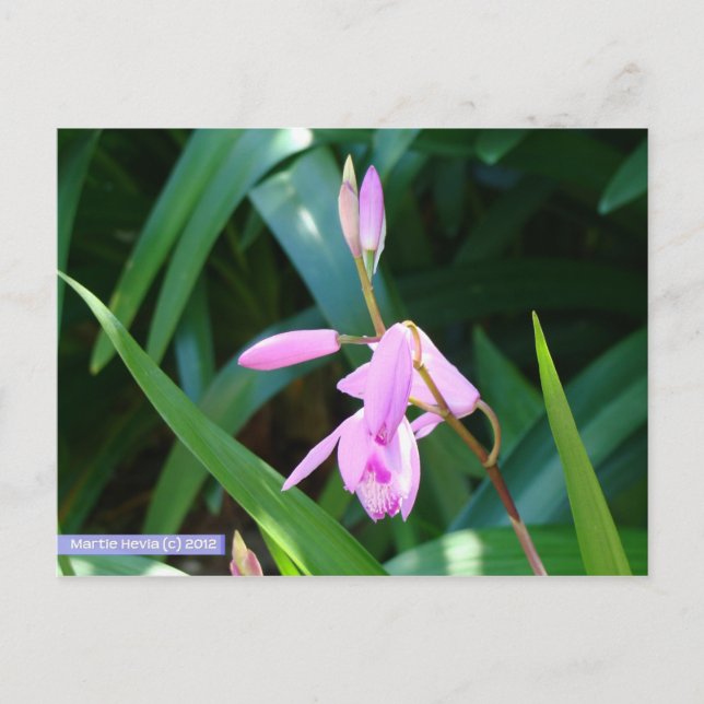 Rosa mot Grönt Vykort (Framsida)