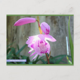 Rosa mot stängslet | Blue Beach Sång™-vykort Vykort