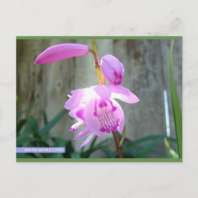 Rosa mot stängslet | Blue Beach Sång™-vykort Vykort (Framsida)