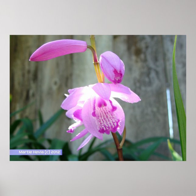 Rosa mot stängslet poster (Framsidan)