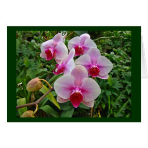 Rosa Moth Orchids - Phalaenopsis Hälsningskort
