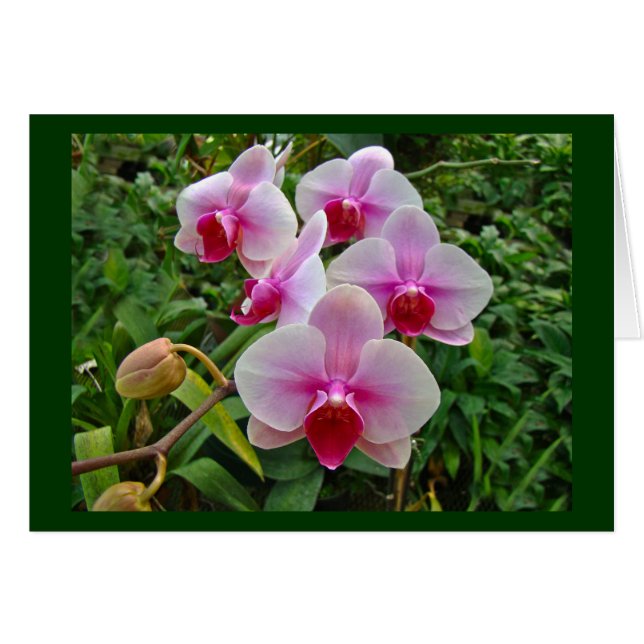 Rosa Moth Orchids - Phalaenopsis Hälsningskort (Framsidan Horizontal)