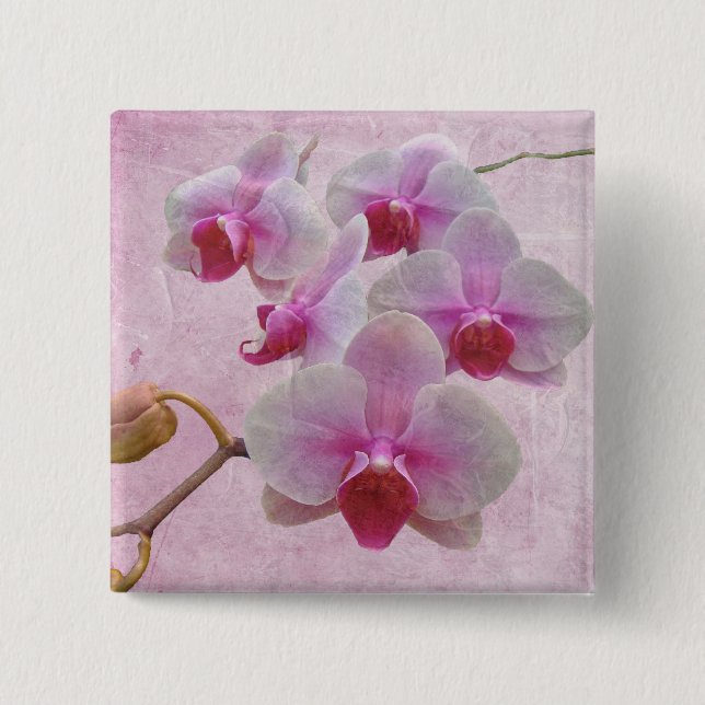 Rosa Moth Orchids - Phalaenopsis Knapp (Framsida)