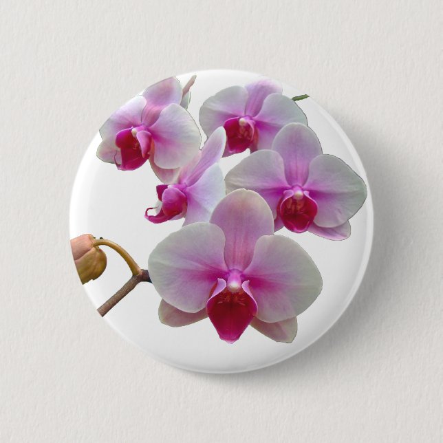 Rosa Moth Orchids - Phalaenopsis Knapp (Framsida)