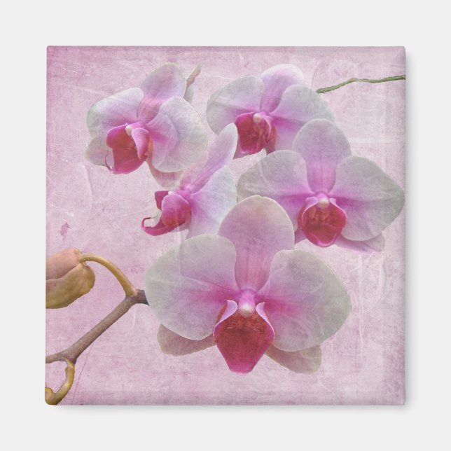 Rosa Moth Orchids - Phalaenopsis Magnet (Framsidan)