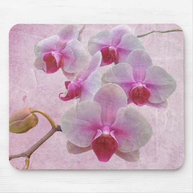 Rosa Moth Orchids - Phalaenopsis Musmatta (Framsidan)