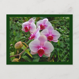 Rosa Moth Orchids - Phalaenopsis Vykort