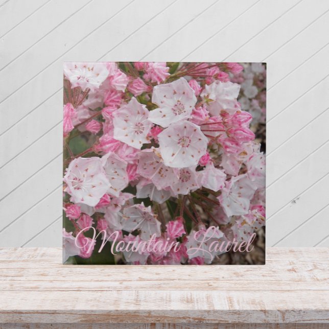 Rosa Mountain Laurel Blommigt Ceramic Tile Kakelplatta (In Situ)