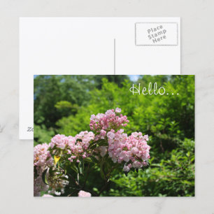 Rosa Mountain Laurel Flowers Vykort