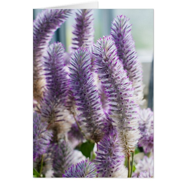 Rosa Mulla Mulla Card Hälsningskort (Framsidan)