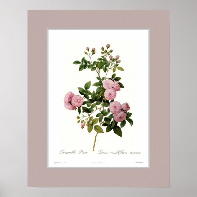 Rosa multiflora,Anpassningsbar gräns Poster (Framsidan)