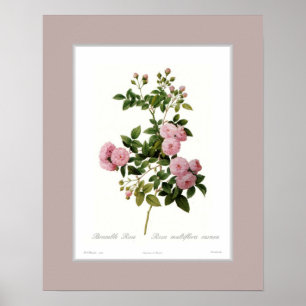 Rosa multiflora, beställnings- gräns poster