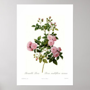Rosa multiflora carnea (Bramble Ro) Poster