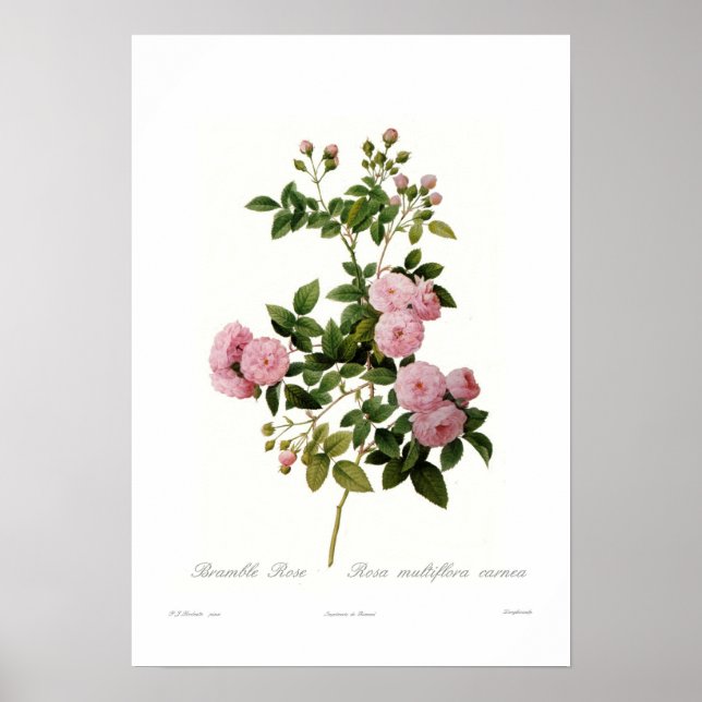 Rosa multiflora carnea (Bramble Ro) Poster (Framsidan)