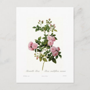 Rosa multiflora carnea (Nyponros) Vykort