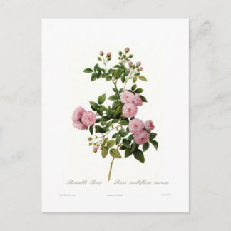 Rosa multiflora carnea (Nyponros) Vykort
