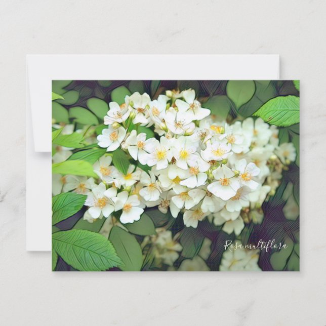 Rosa multiflora［Flat Card］ (Framsida)