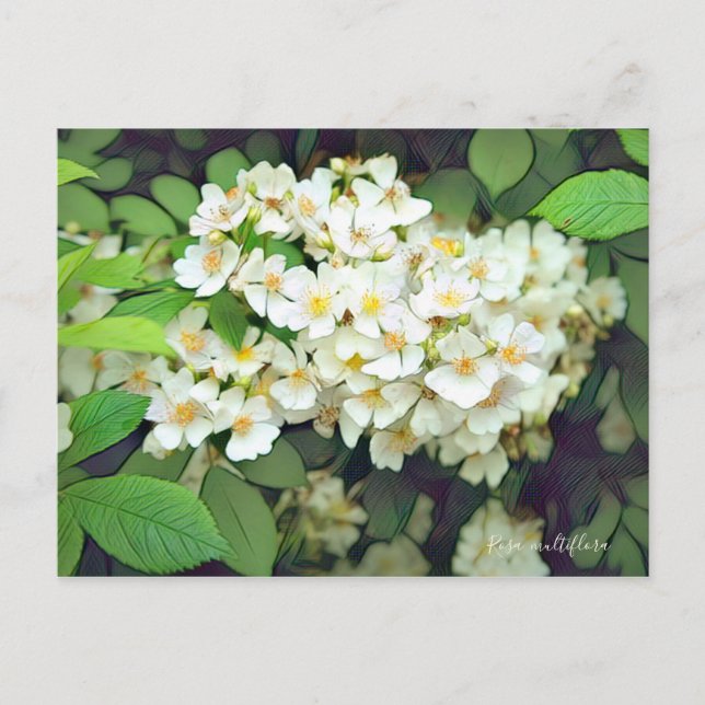 Rosa multiflora [Postcard] Vykort (Framsida)