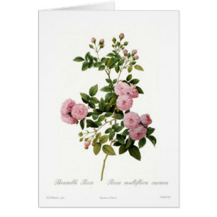 Rosa multifloracarnea (bramblen steg), hälsningskort