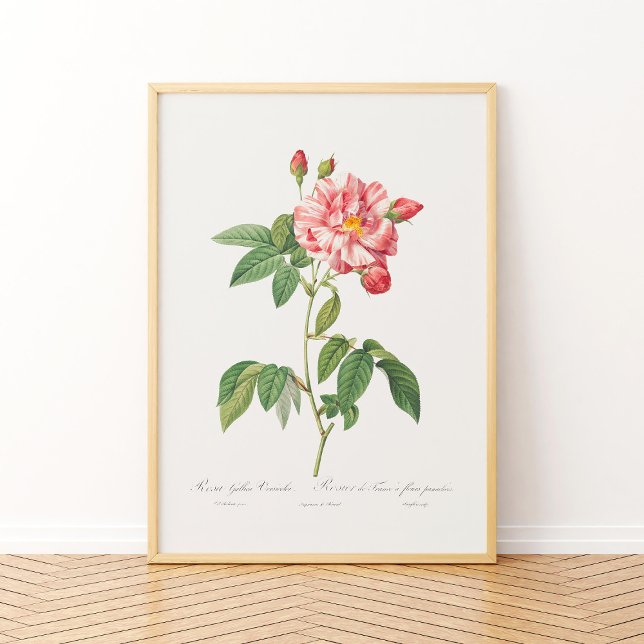 Rosa Mundi Vintage Blommigt Rosa Fransk Ro Poster (Skapare uppladdad)