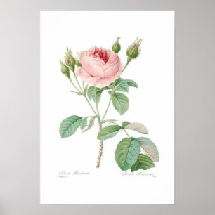 Rosa muscosa poster