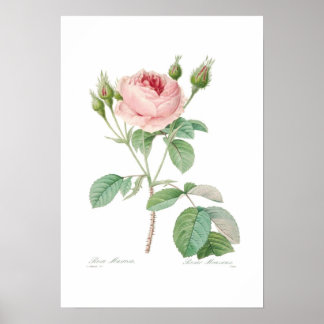 Rosa muscosa poster